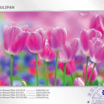 Fotomurales decorativos Tulipan Rosa