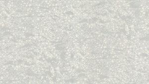 Papel Pintado Exclusivo Roberto Cavalli8 RC19034