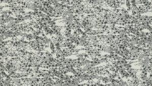 Papel Pintado Exclusivo Roberto Cavalli8 RC19035